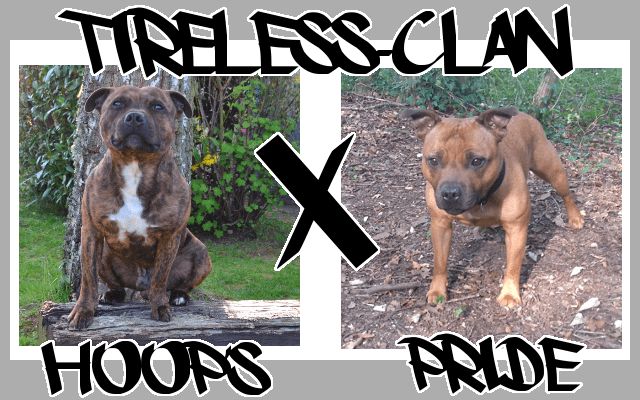 chiot Staffordshire Bull Terrier Of Tireless Clan